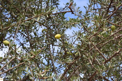 argania spinosa