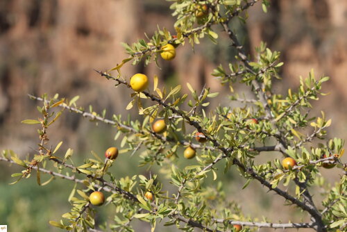 argania spinosa bio arganový olej