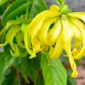 100% přírodní esenciální olej Ylang-Ylang 5ml