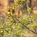 arganový strom argania spinosa