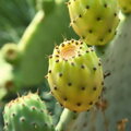 kaktusový olej z opuncí