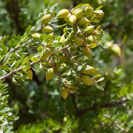 strom argania spinosa