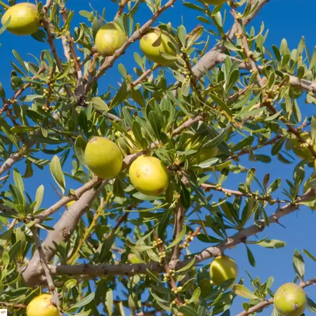 strom argania spinosa