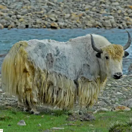 Lhasa