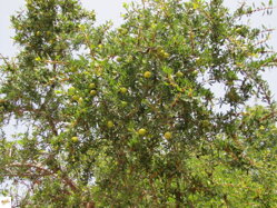 marocký arganový olej - argania spinosa 2