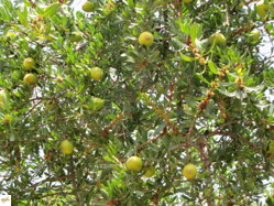 marocký arganový olej - argania spinosa 3