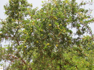 arganový strom - argania spinosa 3