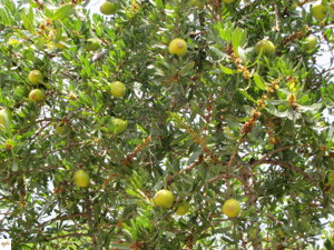 arganový strom - argania spinosa 5