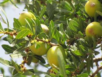 marocký arganový olej - argania spinosa 5
