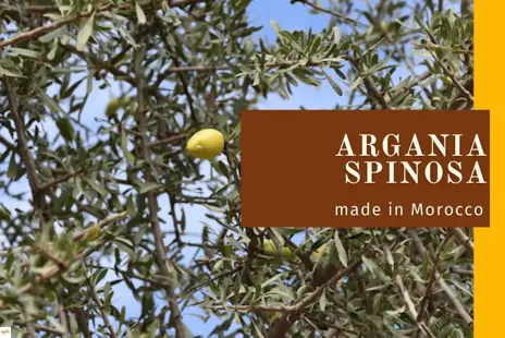 Slabá úroda arganových plodov